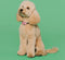 MINI DOG Tickless - Black - Anti Teek - Herlaadbaar