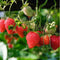 Plants by Frank | Aardbeien plant BIO Set van 3 | Aardbeien | 100% Biologisch gekweekt | Fruit tuin | Fruitplanten | Planten | Tuinplanten Winterhard | Fruitplant