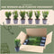 Plants by Frank | 1 strekkende meter Venijnboom haag | 6x Taxus media Farmen Ø12 cm - 20 cm | Groenblijvende haag | Tuinplanten | Planten