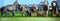 JollyAnimals JollyHorses - Speelset - Paard veulen boer hek accessoires handgeschilderd
