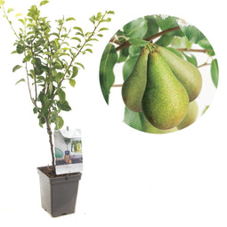 Pyrus communis Conference | handpeer | patio