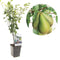 Pyrus communis Conference | handpeer | patio
