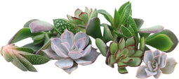 GIY Echte succulenten mini mix 10 stuks - Echeveria mini's Ø3-5 cm - kamerplant - vetplant