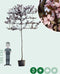 Sierpruim als leiboom Prunus cerasifera Nigra h 340 cm st. omtrek 1...
