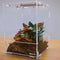Repto Terra Clear - Insecten Terrarium - 20x15x15 cm