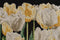 Thea Gouverneur - Borduurpakket met telpatroon - 3065.05 - Voorgesorteerde DMC Garens - Tulpen - Zwart Aida - 24 cm x 24 cm - DIY Kit