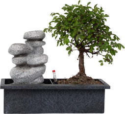Plant in a Box - Bonsai boompje met Easy-care watersysteem én stromende waterval over Zen stenen - kamerplant - Hoogte 25-35cm