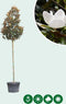Magnolia grandiflora | Magnolia grandiflora 'Galissonière' 18-20 cm | Bomenbezorgd.nl