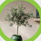 Mediterrane potgrond aarde 10 liter