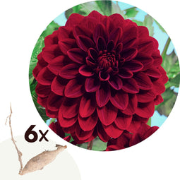 Plant in a Box - Dahlia 'Arabian Night' - Set van 6 - Zomerbloeiers - dahliaknollen - Tuinbloemen - Donkerrood