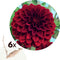 Plant in a Box - Dahlia 'Arabian Night' - Set van 6 - Zomerbloeiers - dahliaknollen - Tuinbloemen - Donkerrood