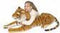 Melissa & Doug Gigantische tijger - Levensecht knuffeldier | 0,5 meter hoog | Pluche Dierenspeelgoed| Geweldig Cadeau voor meisjes en jongens | Van 3 jaar