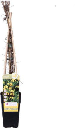 Goed & Groen - Clematis 'Tranquilité' -↨ 65cm - Potmaat 15cm - Kwaliteit Planten - Tuin Plant - Tuinplantenplanten - Sfeer