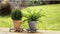 Metafranc WU0825110 Transportroller Houtcomposiet (WPC) Laadvermogen (max.): 60 kg 300 mm x 300 m x 73 mm Aantal roller