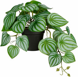 Mica Decorations Kunstplant Peperomia - 40x22x23 cm - foam - Groen