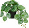 Mica Decorations Kunstplant Peperomia - 40x22x23 cm - foam - Groen