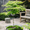 Japanse Esdoorn - Set van 4 - Acer 'Going Green' - Hoogte 25-40cm - ⌀10,5cm - Acer palm. Going Green P10,5 x4