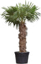Chinese waaierpalm Trachycarpus Fortunei 100 cm stamhoogte