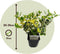 Plant in a Box - Ilex Golden King - Set van 2 - Groenblijvende tuinplant - kleur uw herfst- en wintertuin - Pot 17cm - Hoogte 25-35cm