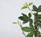 Plant in a Box - Mix van 6 Passiflora - Passievrucht - Klimplant - Pot 9cm - Hoogte 25-40cm