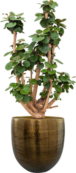 Ter Steege Bloempot Metaal Brons-Goud D 34 cm H 33 cm Opening 31.5 cm