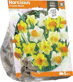 Narcissus Trumpet Mixed (Sp) per 5