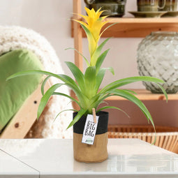 Kamerplant - Guzmania Deseo Yellow single