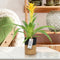 Kamerplant - Guzmania Deseo Yellow single