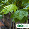 Bol plataan 220 cm stamhoogte | Platanus hispanica 'Alphen's Globe' 10-14 cm 220 cm| Bomenbezorgd.nl
