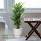 Choice of Green - Dracaena Janet Lind in Greenville Elho® pot wit - Hoogte 100 cm - Diameter pot 27 cm