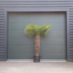 Chinese waaierpalm - Trachycarpus Fortunei 150 cm stamhoogte