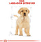 Royal Canin Labrador Retriever - Puppy-Hondenvoer - 3 kg