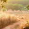 Customize it - Tuinschilderij ochtenddauw 70x50cm