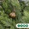 Italiaanse cipresboom Cupressus sempr. Pyramidalis h 225 cm
