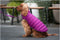 Hondenjas Red Dingo Puffer Roze/Paars 25 cm