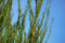 Juniperus scopulorum blue arrow 120 cm