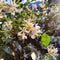 Plant in a Box - Trachelospermum jasminoides 'Pink Showers' - Jasmijn XL - Winterharde klimplant - Pot 17cm - Hoogte 110-120cm
