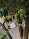 Daewoo W501 - Full HD Draadloze Beveiligingscamera - Op zonnepaneel - WIFI - APP