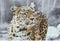 Schilderij DKD Home Decor Luipaard Koloniaal (50 x 1,8 x 70 cm) (4 Stuks)