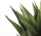 Mica Decorations Agave Kunstplant - H80 x Ø80 cm - Groen