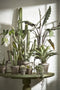 Mica Decorations Agave Kunstplant - H80 x Ø80 cm - Groen