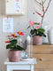 Mica Decorations Anthurium Kunstplant in Bloempot Stan - H38 x Ø30 cm - Rood