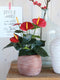 Mica Decorations Anthurium Kunstplant in Bloempot Stan - H38 x Ø30 cm - Rood