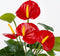 Mica Decorations Anthurium Kunstplant in Bloempot Stan - H38 x Ø30 cm - Rood
