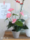 Mica Decorations Anthurium Kunstplant in Bloempot Stan - H40 x Ø30 cm - Lichtroze