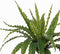 Mica Decorations Asplenium Kunstplant in Bloempot Stan - H54 x Ø66 cm - Groen