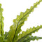Mica Decorations Asplenium Kunstplant in Bloempot Stan - H54 x Ø66 cm - Groen
