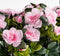 Mica Decorations Azalea Kunstplant in Balkonbak Slate - L29 x B13 x H27 cm - Roze
