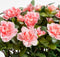 Mica Decorations Azalea Kunstplant in Balkonbak Slate - L29 x B13 x H27 cm - Perzik