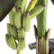 Mica Decorations Bananenboom Kunstplant - H180 x Ø115 cm - groen